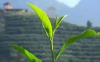 客田鎮(zhèn)：茶樹吐新芽，茶農(nóng)喜增收